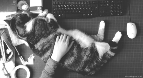 Home office mit Katze